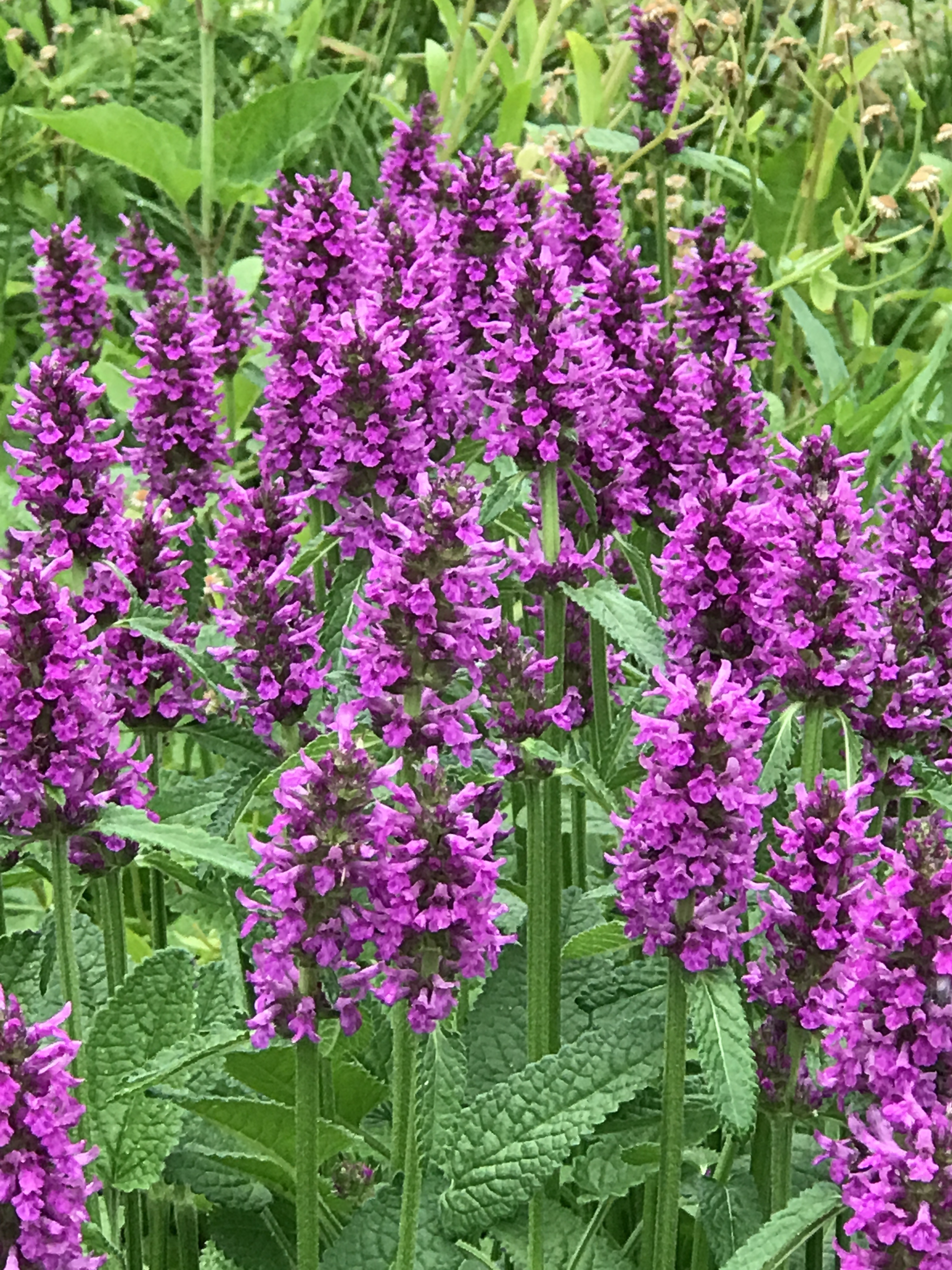 garden walk 2017 - geneva garden club garden walk 2017 - geneva garden club